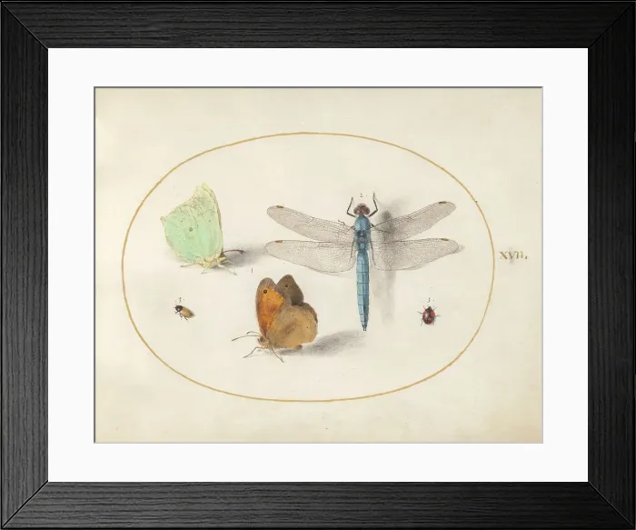 Framed Print : Plate 17: Two Butterflies, a Dragonfly, and Two Small Insects, c. 1575 / 1580. Creator: Joris Hoefnagel Framed Print : Plate 17: Two Butterflies, a Dragonfly, and Two Small Insects, c. 1575 / 1580. Creator: Joris Hoefnagel