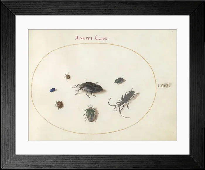 Framed Print : Plate 66: Two Oil Beetles, a Longhorn Beetle, and Four Other Insects, c. 1575 / 1580. Creator: Joris Hoefnagel