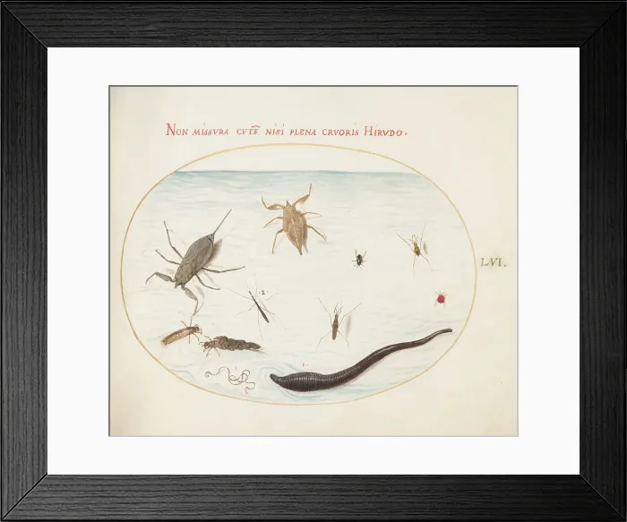 Framed Print : Animalia Aqvatilia et Cochiliata (Aqva): Plate LVI, c. 1575 / 1580. Creator: Joris Hoefnagel Framed Print : Animalia Aqvatilia et Cochiliata (Aqva): Plate LVI, c. 1575 / 1580. Creator: Joris Hoefnagel