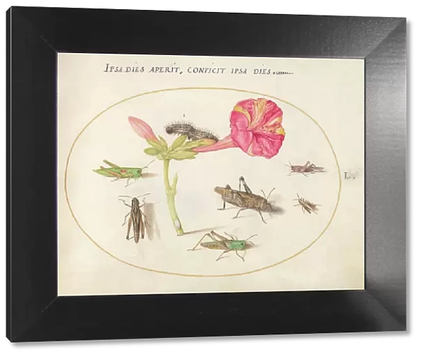 Plate 50: Grasshoppers, a Caterpillar, and a Scale Insect with a Four O'Clock Flower, c1575 / 1580. Creator: Joris Hoefnagel