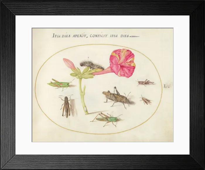 Framed Print : Plate 50: Grasshoppers, a Caterpillar, and a Scale Insect with a Four O'Clock Flower, c1575 / 1580. Creator: Joris Hoefnagel Framed Print : Plate 50: Grasshoppers, a Caterpillar, and a Scale Insect with a Four O'Clock Flower, c1575 / 1580. Creator: Joris Hoefnagel