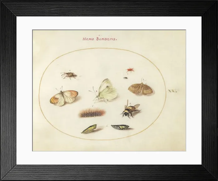 Framed Print : Plate 20: Three Butterflies, a Caterpillar, a Bee, Two Chrysalides, and Three Weevils, c1575 / 1580. Creator: Joris Hoefnagel Framed Print : Plate 20: Three Butterflies, a Caterpillar, a Bee, Two Chrysalides, and Three Weevils, c1575 / 1580. Creator: Joris Hoefnagel