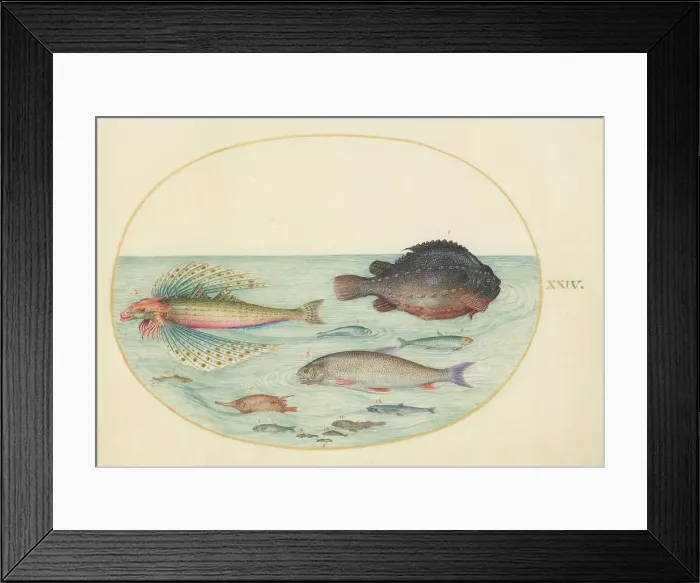 Framed Print : Animalia Aqvatilia et Cochiliata (Aqva): Plate XXIV, c. 1575 / 1580. Creator: Joris Hoefnagel Framed Print : Animalia Aqvatilia et Cochiliata (Aqva): Plate XXIV, c. 1575 / 1580. Creator: Joris Hoefnagel