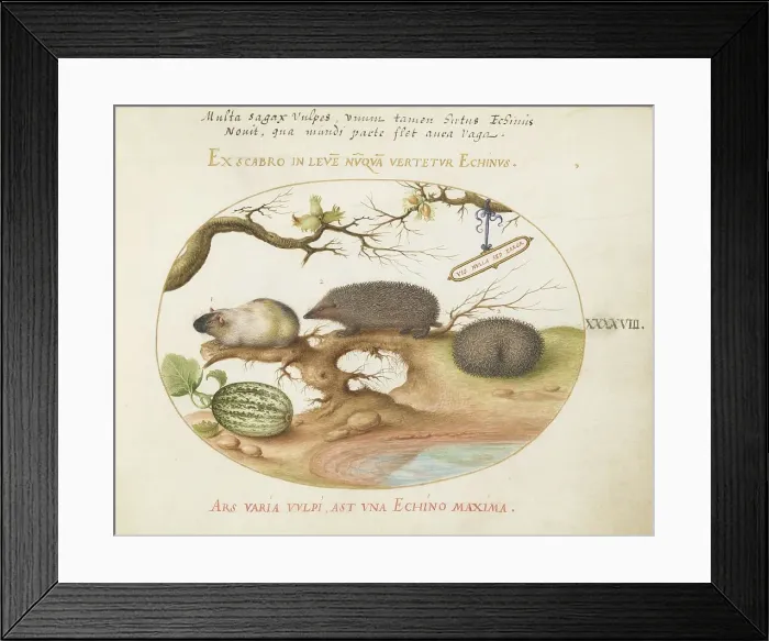 Framed Print : Animalia Qvadrvpedia et Reptilia (Terra): Plate XLVIII, c. 1575 / 1580. Creator: Joris Hoefnagel Framed Print : Animalia Qvadrvpedia et Reptilia (Terra): Plate XLVIII, c. 1575 / 1580. Creator: Joris Hoefnagel