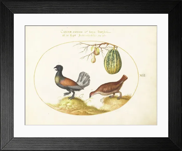 Framed Print : Animalia Volatilia et Amphibia (Aier): Plate XII, c. 1575 / 1580. Creator: Joris Hoefnagel Framed Print : Animalia Volatilia et Amphibia (Aier): Plate XII, c. 1575 / 1580. Creator: Joris Hoefnagel