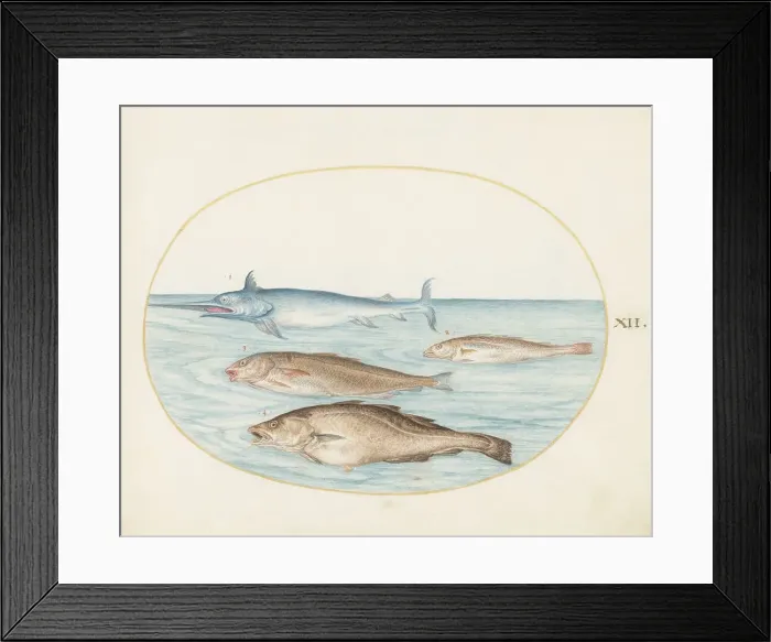 Framed Print : Animalia Aqvatilia et Cochiliata (Aqva): Plate XII, c. 1575 / 1580. Creator: Joris Hoefnagel Framed Print : Animalia Aqvatilia et Cochiliata (Aqva): Plate XII, c. 1575 / 1580. Creator: Joris Hoefnagel