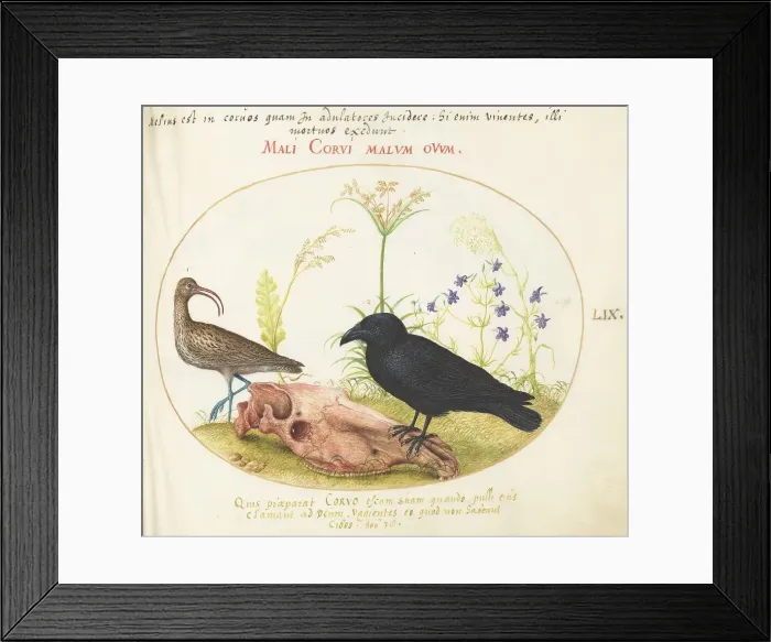 Framed Print : Animalia Volatilia et Amphibia (Aier): Plate LIX, c. 1575 / 1580. Creator: Joris Hoefnagel