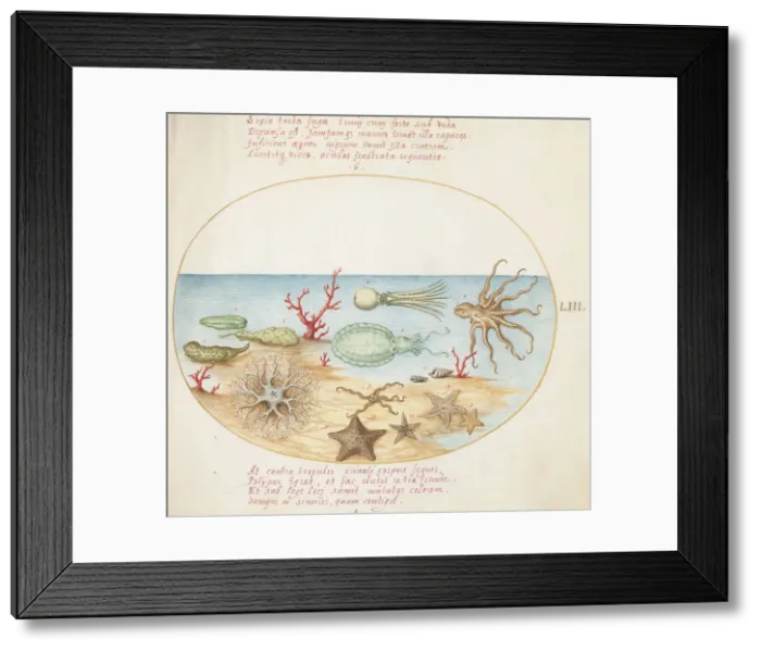 Framed Print : Animalia Aqvatilia et Cochiliata (Aqva): Plate LIII, c. 1575 / 1580. Creator: Joris Hoefnagel Framed Print : Animalia Aqvatilia et Cochiliata (Aqva): Plate LIII, c. 1575 / 1580. Creator: Joris Hoefnagel