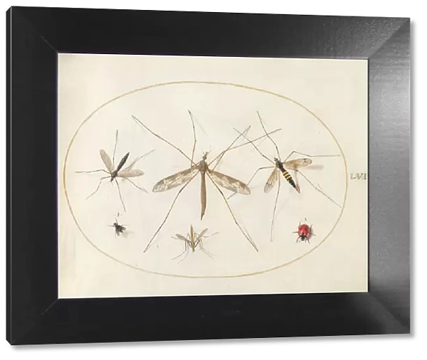 Plate 57: A Ladybug, a Fly, and Four Other Insects, c. 1575 / 1580. Creator: Joris Hoefnagel
