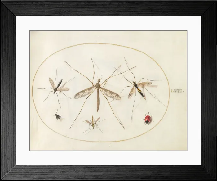 Framed Print : Plate 57: A Ladybug, a Fly, and Four Other Insects, c. 1575 / 1580. Creator: Joris Hoefnagel Framed Print : Plate 57: A Ladybug, a Fly, and Four Other Insects, c. 1575 / 1580. Creator: Joris Hoefnagel