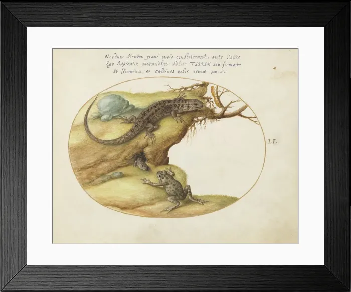 Framed Print : Animalia Qvadrvpedia et Reptilia (Terra): Plate LI, c. 1575 / 1580. Creator: Joris Hoefnagel Framed Print : Animalia Qvadrvpedia et Reptilia (Terra): Plate LI, c. 1575 / 1580. Creator: Joris Hoefnagel