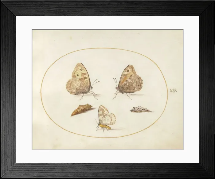 Framed Print : Plate 15: Three Butterflies and Two Chrysalides, c. 1575 / 1580. Creator: Joris Hoefnagel Framed Print : Plate 15: Three Butterflies and Two Chrysalides, c. 1575 / 1580. Creator: Joris Hoefnagel