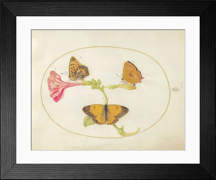 Framed Print : Plate 10: Three Butterflies on a Four O Clock Flower, c. 1575 / 1580. Creator: Joris Hoefnagel Framed Print : Plate 10: Three Butterflies on a Four O Clock Flower, c. 1575 / 1580. Creator: Joris Hoefnagel