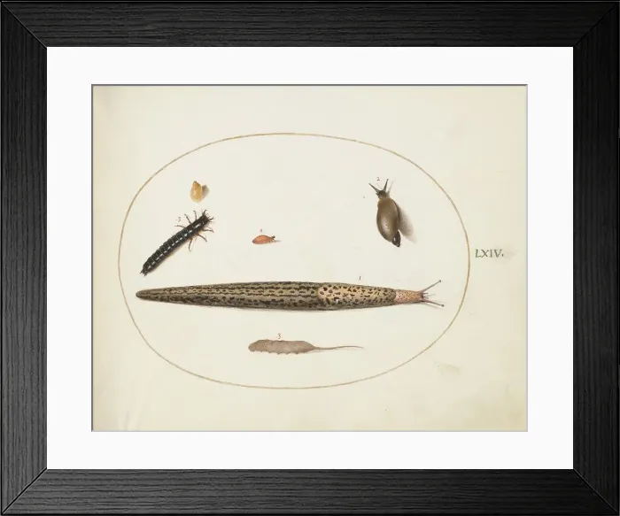 Framed Print : Animalia Qvadrvpedia et Reptilia (Terra): Plate LXIV, c. 1575 / 1580. Creator: Joris Hoefnagel Framed Print : Animalia Qvadrvpedia et Reptilia (Terra): Plate LXIV, c. 1575 / 1580. Creator: Joris Hoefnagel