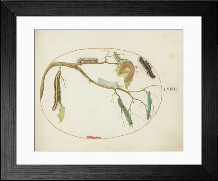 Framed Print : Animalia Qvadrvpedia et Reptilia (Terra): Plate LXVII, c. 1575 / 1580. Creator: Joris Hoefnagel Framed Print : Animalia Qvadrvpedia et Reptilia (Terra): Plate LXVII, c. 1575 / 1580. Creator: Joris Hoefnagel