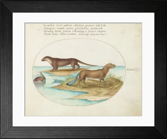 Framed Print : Animalia Qvadrvpedia et Reptilia (Terra): Plate XL, c. 1575 / 1580. Creator: Joris Hoefnagel Framed Print : Animalia Qvadrvpedia et Reptilia (Terra): Plate XL, c. 1575 / 1580. Creator: Joris Hoefnagel