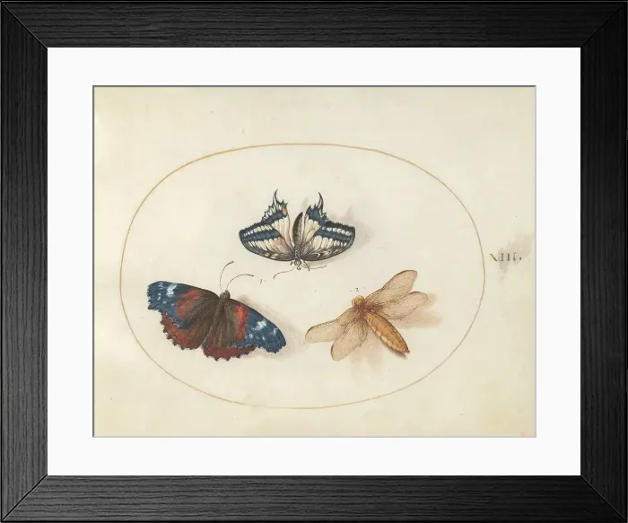 Framed Print : Plate 13: Two Butterflies and a Dragonfly(?), c. 1575 / 1580. Creator: Joris Hoefnagel Framed Print : Plate 13: Two Butterflies and a Dragonfly(?), c. 1575 / 1580. Creator: Joris Hoefnagel