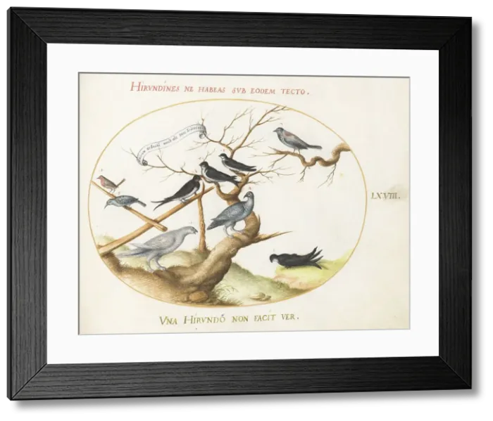 Framed Print : Animalia Volatilia et Amphibia (Aier): Plate LXVIII, c. 1575 / 1580. Creator: Joris Hoefnagel Framed Print : Animalia Volatilia et Amphibia (Aier): Plate LXVIII, c. 1575 / 1580. Creator: Joris Hoefnagel