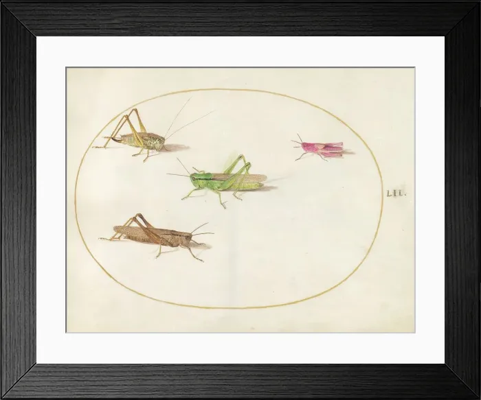 Framed Print : Plate 52: Four Grasshoppers, c. 1575 / 1580. Creator: Joris Hoefnagel Framed Print : Plate 52: Four Grasshoppers, c. 1575 / 1580. Creator: Joris Hoefnagel