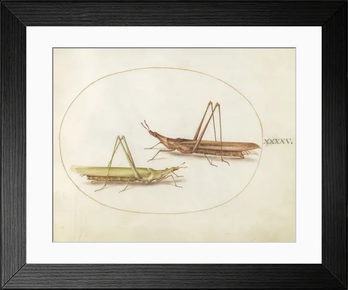 Framed Print : Plate 45: Two Grasshoppers, c. 1575 / 1580. Creator: Joris Hoefnagel Framed Print : Plate 45: Two Grasshoppers, c. 1575 / 1580. Creator: Joris Hoefnagel
