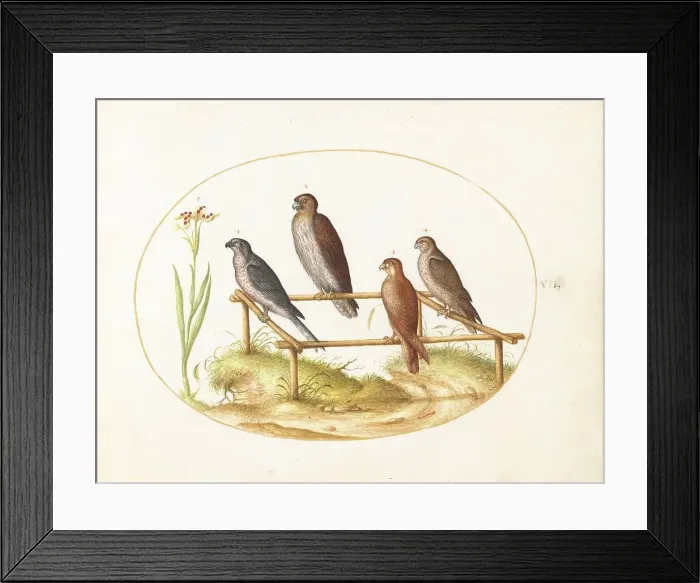 Framed Print : Animalia Volatilia et Amphibia (Aier): Plate VII, c. 1575 / 1580. Creator: Joris Hoefnagel Framed Print : Animalia Volatilia et Amphibia (Aier): Plate VII, c. 1575 / 1580. Creator: Joris Hoefnagel