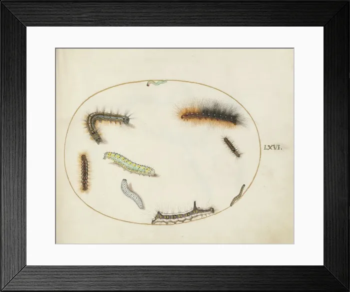 Framed Print : Animalia Qvadrvpedia et Reptilia (Terra): Plate LXVI, c. 1575 / 1580. Creator: Joris Hoefnagel Framed Print : Animalia Qvadrvpedia et Reptilia (Terra): Plate LXVI, c. 1575 / 1580. Creator: Joris Hoefnagel