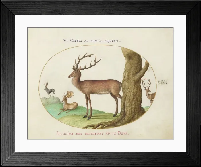 Framed Print : Animalia Qvadrvpedia et Reptilia (Terra): Plate XIX, c. 1575 / 1580. Creator: Joris Hoefnagel Framed Print : Animalia Qvadrvpedia et Reptilia (Terra): Plate XIX, c. 1575 / 1580. Creator: Joris Hoefnagel