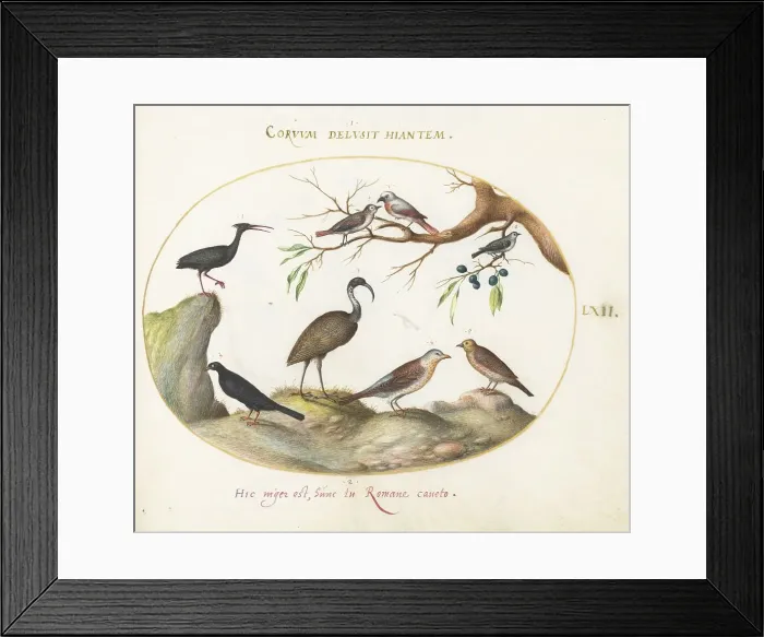 Framed Print : Animalia Volatilia et Amphibia (Aier): Plate LXII, c. 1575 / 1580. Creator: Joris Hoefnagel Framed Print : Animalia Volatilia et Amphibia (Aier): Plate LXII, c. 1575 / 1580. Creator: Joris Hoefnagel