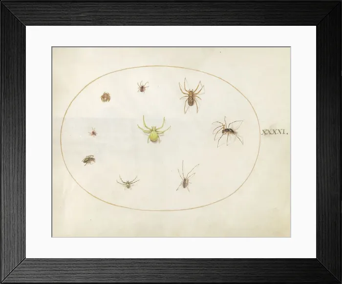 Framed Print : Plate 41: Yellow Spider Surrounded by Eight Spiders, c. 1575 / 1580. Creator: Joris Hoefnagel Framed Print : Plate 41: Yellow Spider Surrounded by Eight Spiders, c. 1575 / 1580. Creator: Joris Hoefnagel