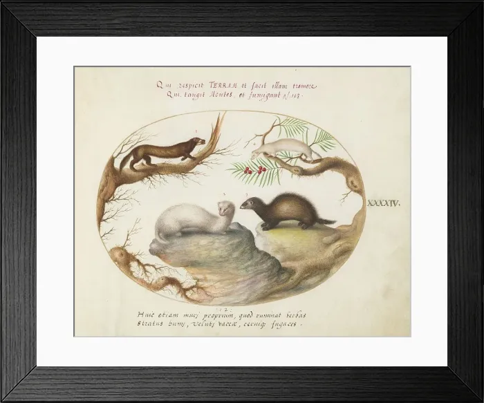 Framed Print : Animalia Qvadrvpedia et Reptilia (Terra): Plate XLIV, c. 1575 / 1580. Creator: Joris Hoefnagel Framed Print : Animalia Qvadrvpedia et Reptilia (Terra): Plate XLIV, c. 1575 / 1580. Creator: Joris Hoefnagel
