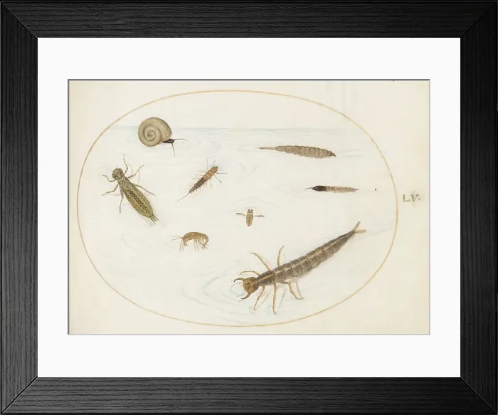 Framed Print : Animalia Aqvatilia et Cochiliata (Aqva): Plate LV, c. 1575 / 1580. Creator: Joris Hoefnagel Framed Print : Animalia Aqvatilia et Cochiliata (Aqva): Plate LV, c. 1575 / 1580. Creator: Joris Hoefnagel