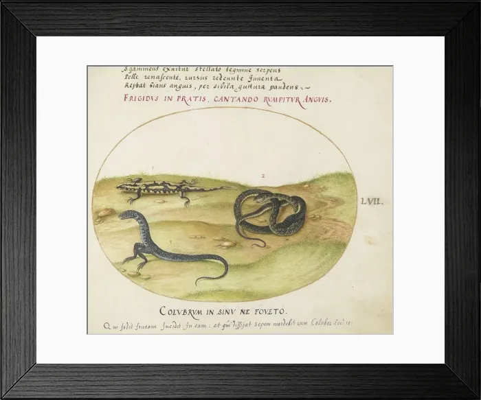 Framed Print : Animalia Qvadrvpedia et Reptilia (Terra): Plate LVII, c. 1575 / 1580. Creator: Joris Hoefnagel Framed Print : Animalia Qvadrvpedia et Reptilia (Terra): Plate LVII, c. 1575 / 1580. Creator: Joris Hoefnagel