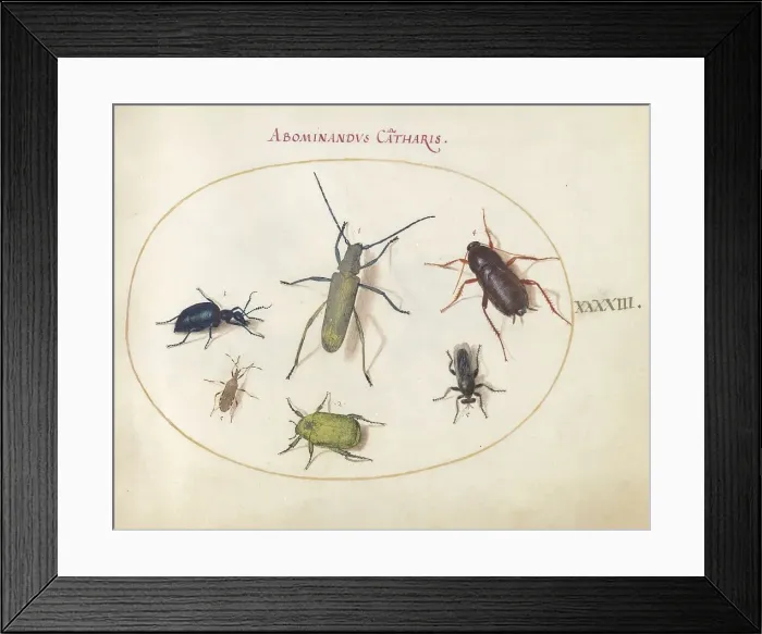 Framed Print : Plate 43: Beetles and Insects, c. 1575 / 1580. Creator: Joris Hoefnagel Framed Print : Plate 43: Beetles and Insects, c. 1575 / 1580. Creator: Joris Hoefnagel