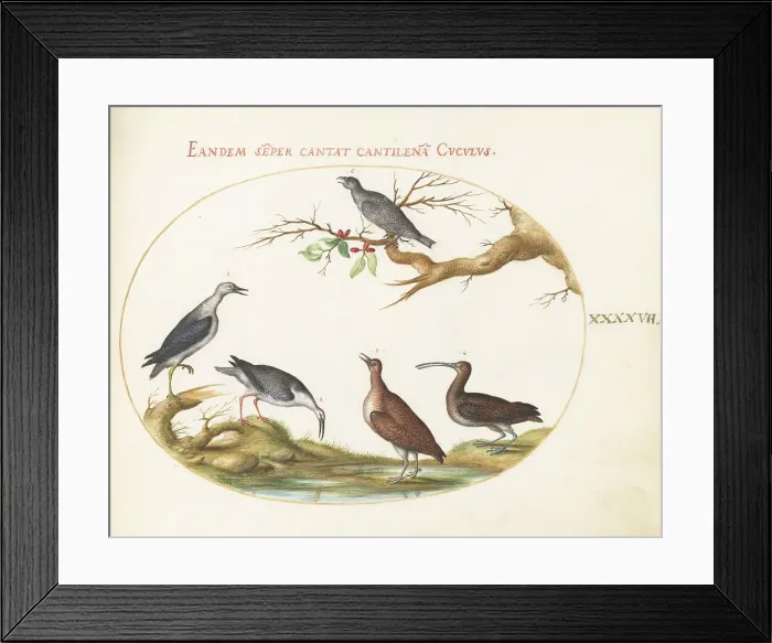 Framed Print : Animalia Volatilia et Amphibia (Aier): Plate XLVII, c. 1575 / 1580. Creator: Joris Hoefnagel Framed Print : Animalia Volatilia et Amphibia (Aier): Plate XLVII, c. 1575 / 1580. Creator: Joris Hoefnagel