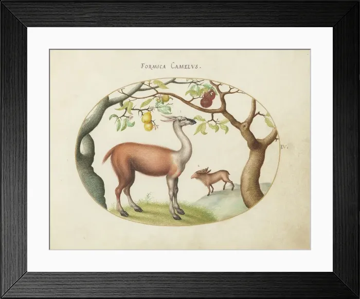 Framed Print : Animalia Qvadrvpedia et Reptilia (Terra): Plate IV, c. 1575 / 1580. Creator: Joris Hoefnagel Framed Print : Animalia Qvadrvpedia et Reptilia (Terra): Plate IV, c. 1575 / 1580. Creator: Joris Hoefnagel