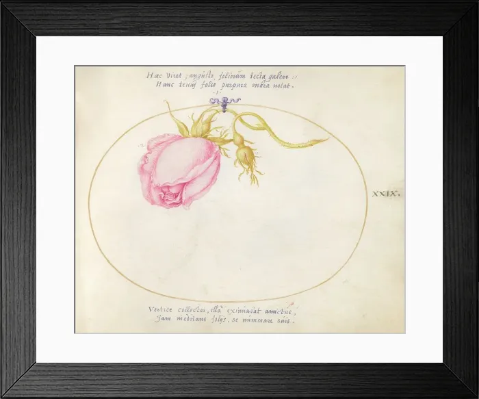 Framed Print : Plate 29: Pink Rose and Rosebud, c. 1575 / 1580. Creator: Joris Hoefnagel Framed Print : Plate 29: Pink Rose and Rosebud, c. 1575 / 1580. Creator: Joris Hoefnagel