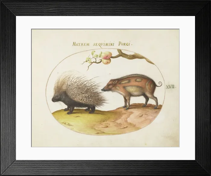 Framed Print : Animalia Qvadrvpedia et Reptilia (Terra): Plate XVII, c. 1575 / 1580. Creator: Joris Hoefnagel Framed Print : Animalia Qvadrvpedia et Reptilia (Terra): Plate XVII, c. 1575 / 1580. Creator: Joris Hoefnagel