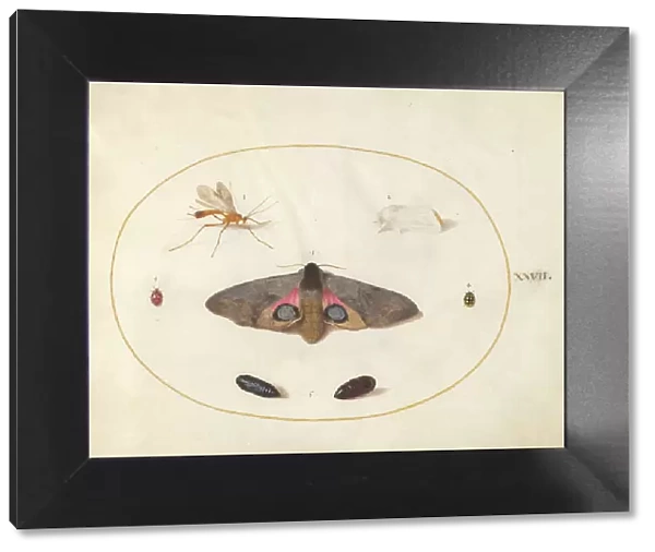 Plate 27: Two Moths, Two Chyrsalides, and Other Insects, c. 1575 / 1580. Creator: Joris Hoefnagel
