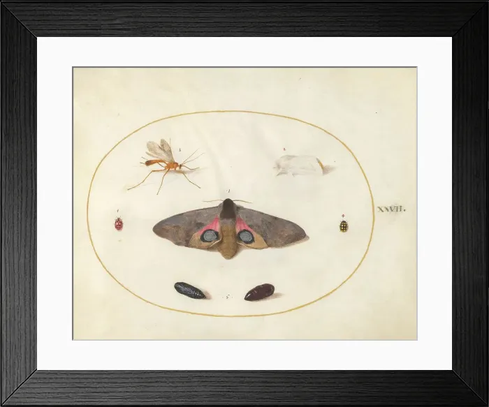 Framed Print : Plate 27: Two Moths, Two Chyrsalides, and Other Insects, c. 1575 / 1580. Creator: Joris Hoefnagel Framed Print : Plate 27: Two Moths, Two Chyrsalides, and Other Insects, c. 1575 / 1580. Creator: Joris Hoefnagel