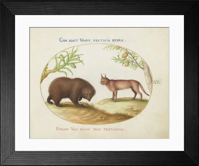 Framed Print : Animalia Qvadrvpedia et Reptilia (Terra): Plate XV, c. 1575 / 1580. Creator: Joris Hoefnagel Framed Print : Animalia Qvadrvpedia et Reptilia (Terra): Plate XV, c. 1575 / 1580. Creator: Joris Hoefnagel