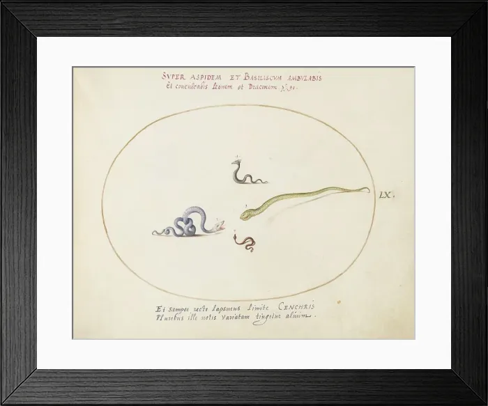 Framed Print : Animalia Qvadrvpedia et Reptilia (Terra): Plate LX, c. 1575 / 1580. Creator: Joris Hoefnagel Framed Print : Animalia Qvadrvpedia et Reptilia (Terra): Plate LX, c. 1575 / 1580. Creator: Joris Hoefnagel
