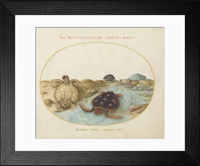Framed Print : Animalia Aqvatilia et Cochiliata (Aqva): Plate I, c. 1575 / 1580. Creator: Joris Hoefnagel Framed Print : Animalia Aqvatilia et Cochiliata (Aqva): Plate I, c. 1575 / 1580. Creator: Joris Hoefnagel