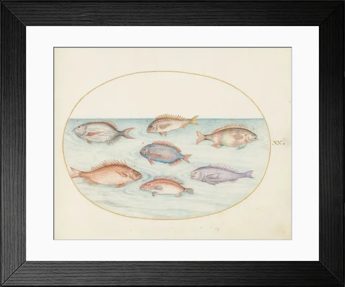 Framed Print : Animalia Aqvatilia et Cochiliata (Aqva): Plate XX, c. 1575 / 1580. Creator: Joris Hoefnagel Framed Print : Animalia Aqvatilia et Cochiliata (Aqva): Plate XX, c. 1575 / 1580. Creator: Joris Hoefnagel