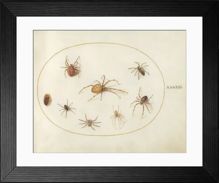 Framed Print : Plate 37: Seven Spiders and an Insect, c. 1575 / 1580. Creator: Joris Hoefnagel Framed Print : Plate 37: Seven Spiders and an Insect, c. 1575 / 1580. Creator: Joris Hoefnagel
