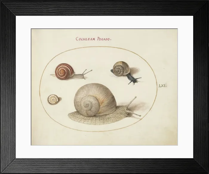 Framed Print : Animalia Qvadrvpedia et Reptilia (Terra): Plate LXI, c. 1575 / 1580. Creator: Joris Hoefnagel Framed Print : Animalia Qvadrvpedia et Reptilia (Terra): Plate LXI, c. 1575 / 1580. Creator: Joris Hoefnagel