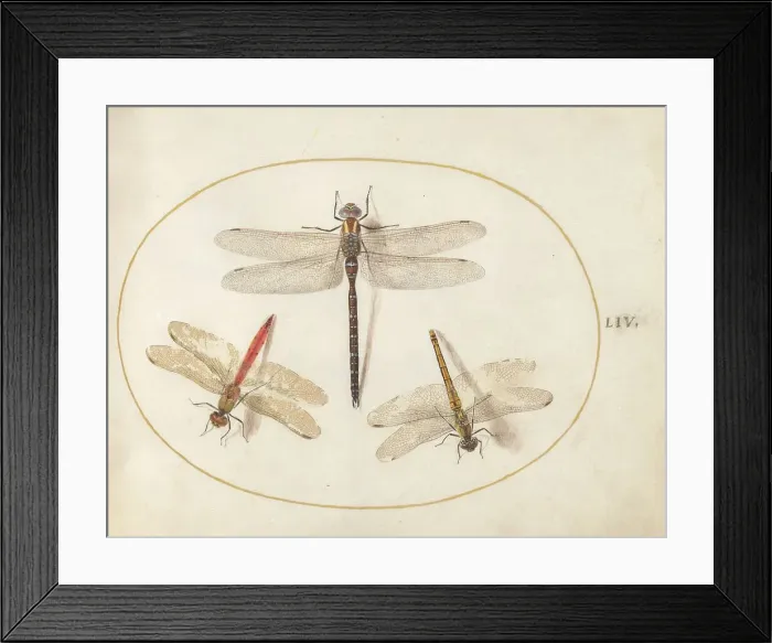 Framed Print : Plate 54: Three Dragonflies, c. 1575 / 1580. Creator: Joris Hoefnagel