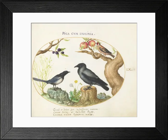 Framed Print : Animalia Volatilia et Amphibia (Aier): Plate LX, c. 1575 / 1580. Creator: Joris Hoefnagel Framed Print : Animalia Volatilia et Amphibia (Aier): Plate LX, c. 1575 / 1580. Creator: Joris Hoefnagel