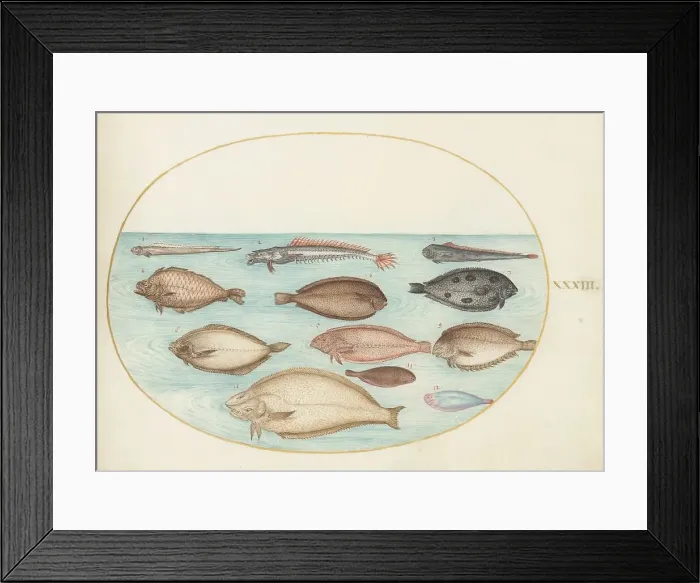 Framed Print : Animalia Aqvatilia et Cochiliata (Aqva): Plate XXXIII, c. 1575 / 1580. Creator: Joris Hoefnagel Framed Print : Animalia Aqvatilia et Cochiliata (Aqva): Plate XXXIII, c. 1575 / 1580. Creator: Joris Hoefnagel
