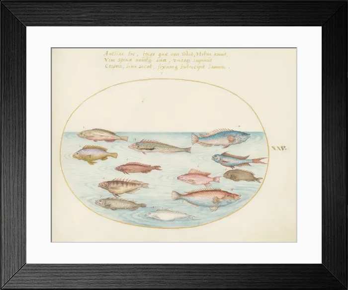 Framed Print : Animalia Aqvatilia et Cochiliata (Aqva): Plate XXV, c. 1575 / 1580. Creator: Joris Hoefnagel Framed Print : Animalia Aqvatilia et Cochiliata (Aqva): Plate XXV, c. 1575 / 1580. Creator: Joris Hoefnagel