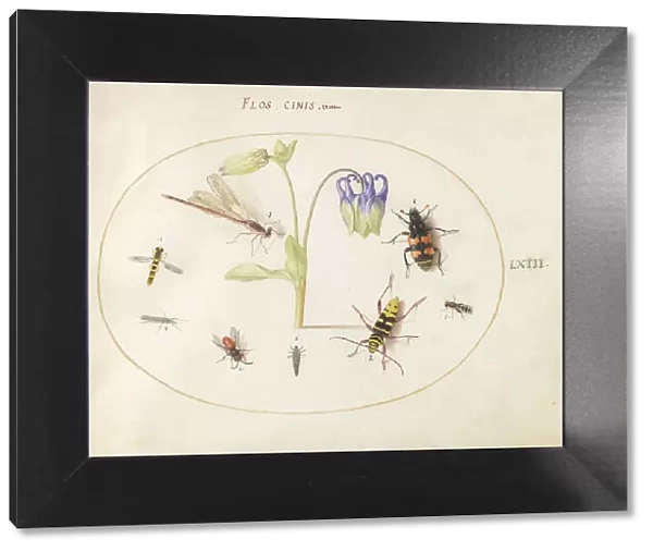 Plate 63: A Dragonfly and Seven Other Insects with a Blue and White Columbine, c. 1575 / 1580. Creator: Joris Hoefnagel